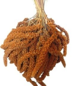 Kızıl Dal Darı Kuş Yemi Yerli Üretim Yeni Hasat 100 gr Taze