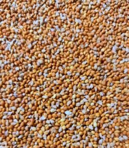 Organik Elenmiş Kızıl Dal Darı 250 gr