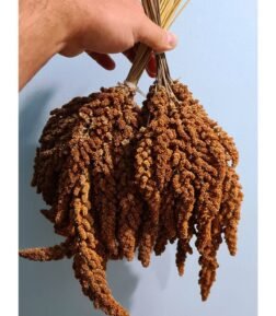 Tilkikuyruğu Kızıl Dal Darı 150 gr 2023 Yeni Mahsül