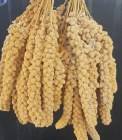 Sarı Dal Darı 250 gr Sarı Dal Darı Sarı Daldarı 250 Gr